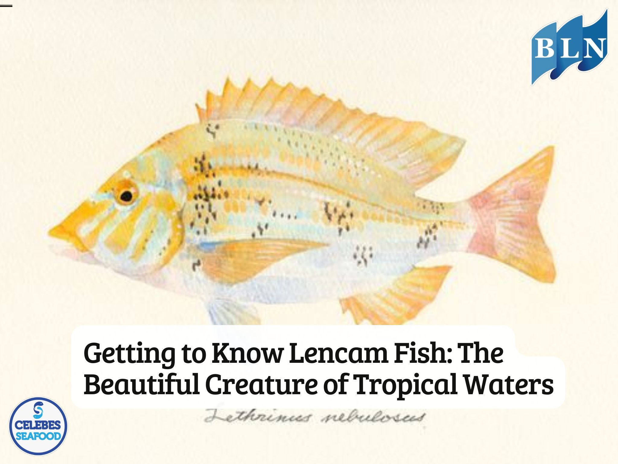 Getting to Know Lencam Fish: The Beautiful Creature of Tropical Waters